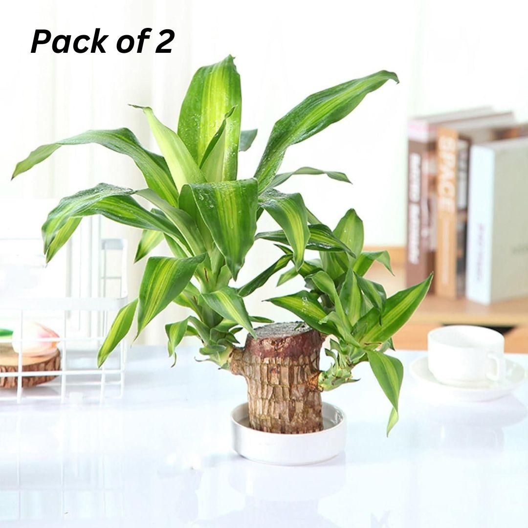 Brazilian Lucky Wood – Mini Green Charm for Home & Office Décor Pack of 2