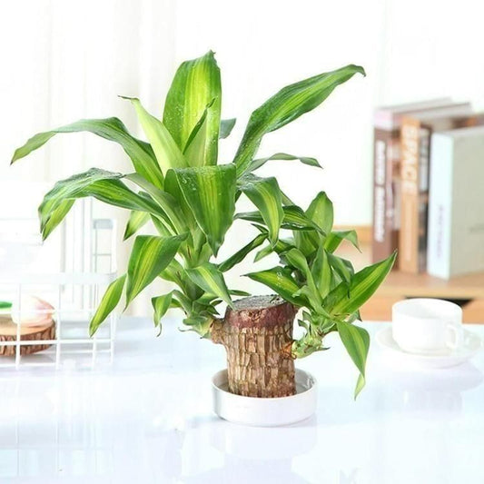 Brazilian Lucky Wood – Mini Green Charm for Home & Office Décor Pack of 1
