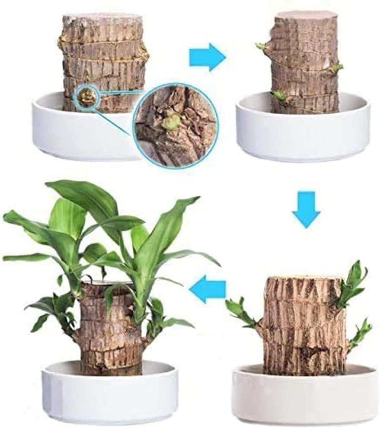Brazilian Lucky Wood – Mini Green Charm for Home & Office Décor Pack of 2